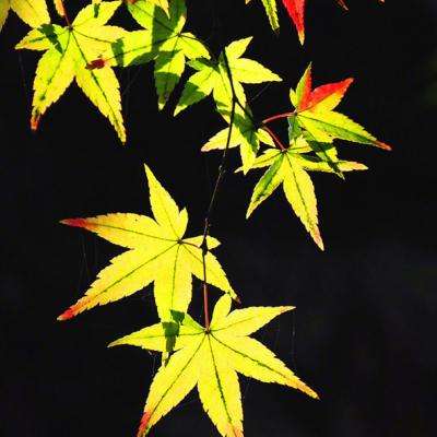 金沙集团9500官网app下载